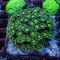 Neon Green Eye Goniopora (0.5-1" Frag)