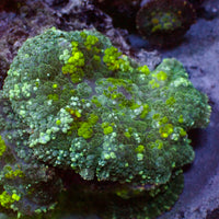 Neon Yellow Bounce Rhodactis Mushroom