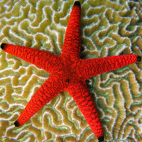 Orange Black Tip Fromia Starfish (Reef Safe)