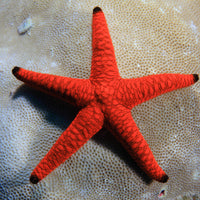 Orange Black Tip Fromia Starfish (Reef Safe)