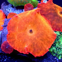 Ultra Bright-lighter Orange Discosoma Mushroom - Corals Anonymous