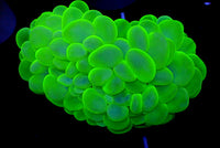 WYSIWYG Neon Green Bubble Coral