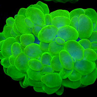 WYSIWYG Neon Green Bubble Coral