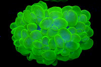 WYSIWYG Neon Green Bubble Coral