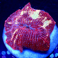 Lovebound Jawbreaker Discosoma Mushroom (Rare)