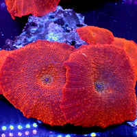 Highlighter Red Discosoma Mushroom