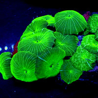 Watermelon Discosoma Mushroom