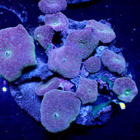 Violet Abyss Discosoma Mushroom (🎁 Holiday Special!)