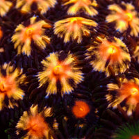 Sunny Flare Zoa Colony (3-4 Polyps) - Corals Anonymous