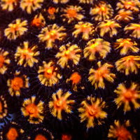Sunny Flare Zoa Colony (3-4 Polyps) - Corals Anonymous