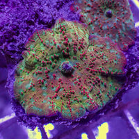 Psychedelic Trip Rainbow Discosoma Mushroom - Corals Anonymous