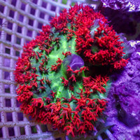 Red St Thomas Mushroom - Corals Anonymous