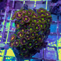 Pink Jester Zoa Colony (10-15 Polyps) - Corals Anonymous