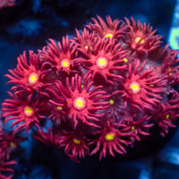 Lust Stargazer Goniopora (0.5-1” Frag) - Corals Anonymous