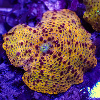 Orange Leopard Discosoma Mushroom - Corals Anonymous