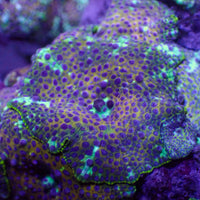 Purple Nebula Discosoma Mushroom