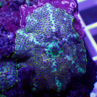 Purple Nebula Discosoma Mushroom