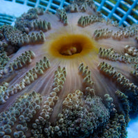 WYSIWYG Multicolor Orange Mouth Gigantea Carpet Anemone (5-7")