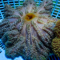 WYSIWYG Multicolor Orange Mouth Gigantea Carpet Anemone (5-7")