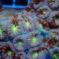 Pink Martini Rainbow Favia (2-3 Polyps)