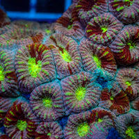 Pink Martini Rainbow Favia (2-3 Polyps) (❤️Holiday Special!) - Corals Anonymous