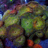Blue Spotted Jungle Fever Discosoma Mushroom - Corals Anonymous