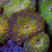 Blue Spotted Jungle Fever Discosoma Mushroom - Corals Anonymous