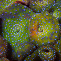 Blue Spotted Jungle Fever Discosoma Mushroom - Corals Anonymous