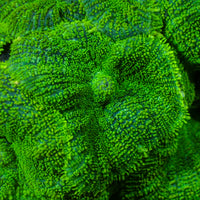 Bright Green Rhodactis Mushroom - Corals Anonymous