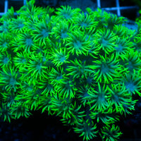 Blue Eyed Goniopora (0.5-1” Frag) - Corals Anonymous