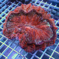 WYSIWYG Ultra Inferno Lightspeed Acanthophyllia (4-5")
