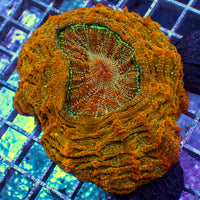 WYSIWYG Ultra Rainbow Scorched Sun Acanthophyllia (4-5")