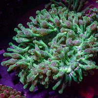 Purple Tip Green Snow Globe Bubble Tip Anemone - Corals Anonymous