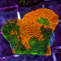 Tropic Thunda Acan Echinata (0.5-1" Frag) - Corals Anonymous
