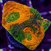 Tropic Thunda Acan Echinata (0.5-1" Frag) - Corals Anonymous
