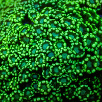 Aussie Spearmint Alveopora (0.5-1” Frag) - Corals Anonymous