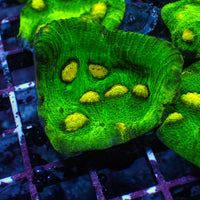 Raja Rampage Chalice (1" Frag) - Corals Anonymous