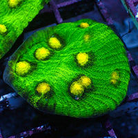 Raja Rampage Chalice (1" Frag) - Corals Anonymous