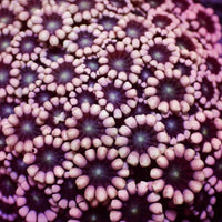 Pink Passion Alveopora (0.5-1" Frag) - Corals Anonymous