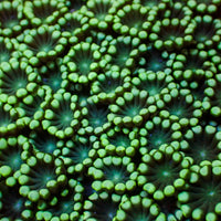 Shamrock Green Alveopora (0.5-1” Frag) - Corals Anonymous