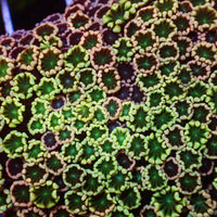 Aussie Rainbow Spring Vibe Alveopora (0.5-1” Frag) - Corals Anonymous