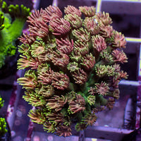 Watermelon Burst Goniopora (0.5-1” Frag) - Corals Anonymous