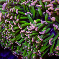 WYSIWYG Aussie Green Stem Pink Wall Hammer (2-3") - Corals Anonymous