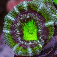 Alien Invader Acans (2-3 Polyps) - Corals Anonymous