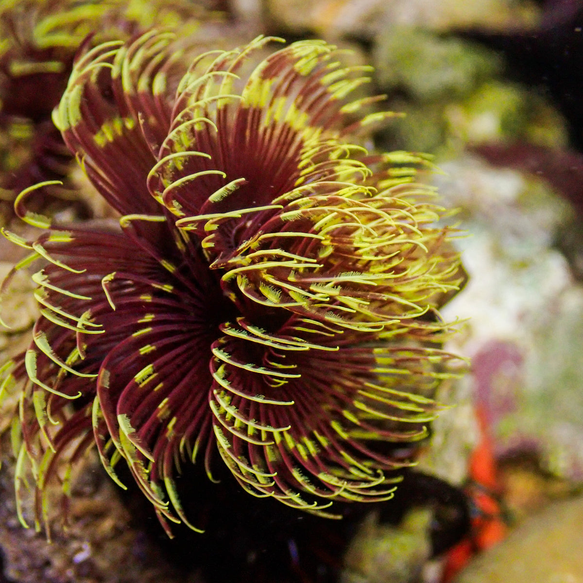 Rising Sun Feather Duster Fan Worm
