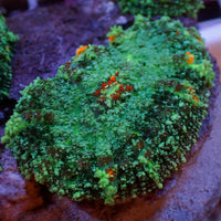 Brush Fire Bounce Rhodactis Mushroom - Corals Anonymous