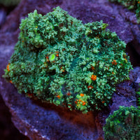 Brush Fire Bounce Rhodactis Mushroom - Corals Anonymous