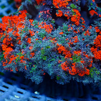 Red & Green Hell Fire Anemone - Corals Anonymous