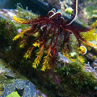 WYSIWYG Rising Sun Featherstar Starfish (Rare) - Corals Anonymous