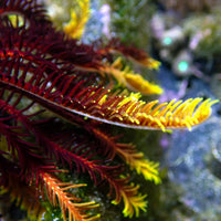 WYSIWYG Rising Sun Featherstar Starfish (Rare) - Corals Anonymous